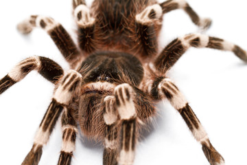 beautiful spider