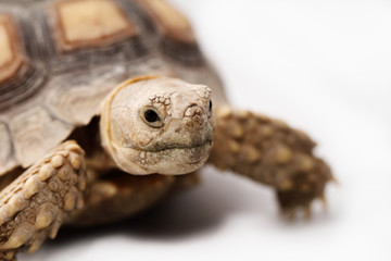 African Spurred Tortoise (Sulcata)