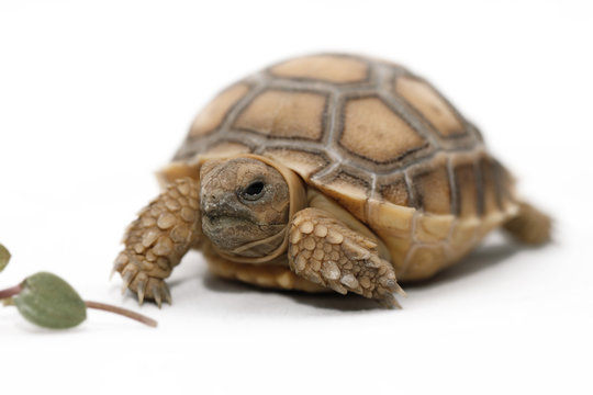 African Spurred Tortoise (Sulcata)