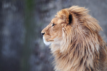 Portrait d& 39 un lion de profil