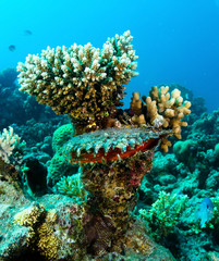 Golden scallop in the Red Sea, Egypt.