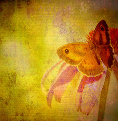 old grunge butterfly fabric texture
