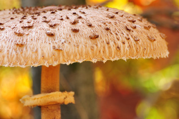 colorfull macrolepiota species mushroom cap - DSC3465