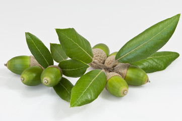 evergreen oak leaves and  seven green acorns - DSC0350