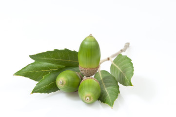 evergreen oak leaves and three green acorns - DSC0354