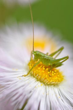 133 Best 春紫苑 Images Stock Photos Vectors Adobe Stock