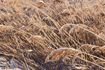 Cane on the stood winter lake.