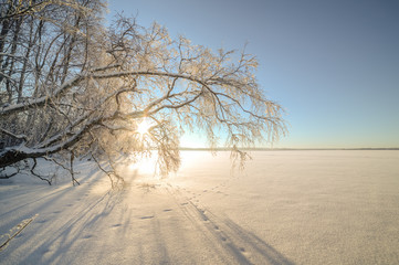 Trees on the bank of the frozen winter lake.