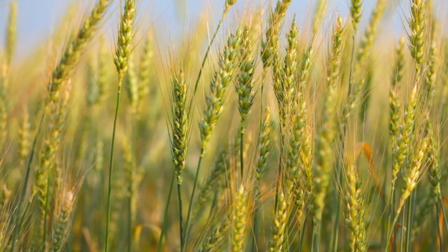 Close up of ripe wheat ears