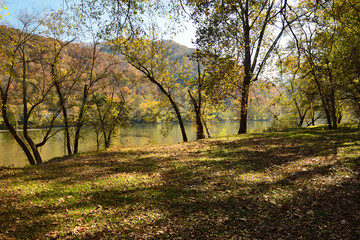 Obraz premium Forest by a river