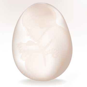 Ei_Osterei_Embryo