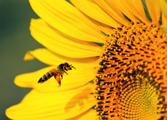 Bee and sunflower