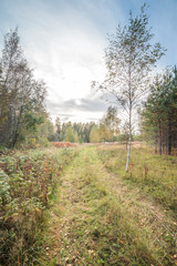 Fototapeta na wymiar Autumn road on an oblique field with one tree