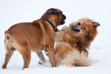 Boxer und Elo spielen ausgelassen im Schnee