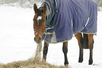 Thoroughbred Horse Eating Hay in Snow