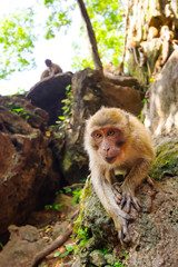 Macaque monkey in widelife, Thailand