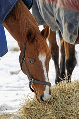 Horse Eating Hay in the Snow