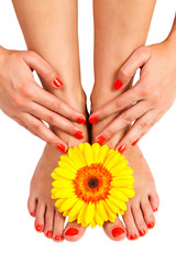 pedicure feet of a young woman
