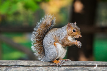 scoiattolo americano