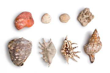 Coquillages composition