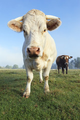 big white cow in a field