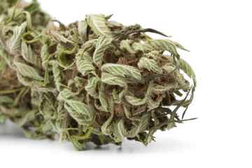 Dried marijuana bud with visible THC