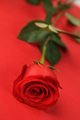 beautiful red rose isolated on red