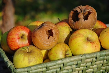 Rotten apple in a basket