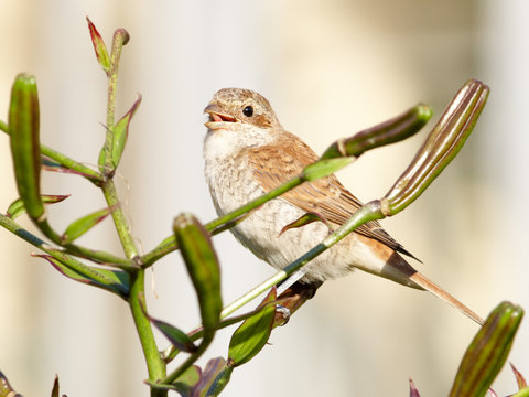 Shrike on lily bush