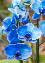 Fototapeta na wymiar Images of blue orchids