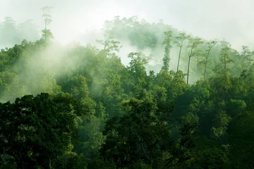 Foto op Plexiglas Jungle Ochtend mistig tropisch bos