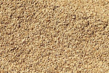 Fresh full rice