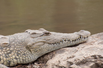 Krokodil