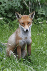 Red Fox