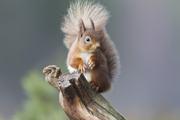 Red Squirrel