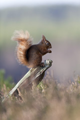 Red Squirrel