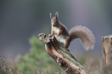 Red Squirrel