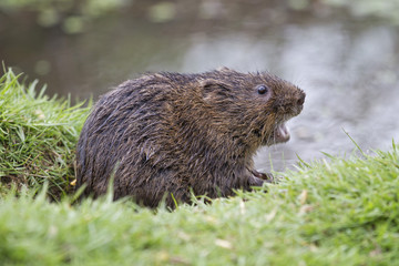 Water Vole