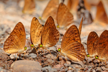 Naklejka premium Butterfly