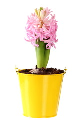 Fresh pink hyacinths in a yellow bucket on a white background