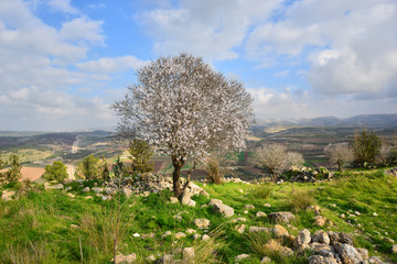 Beautiful flowering almond tree © Nika Lerman