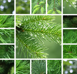 Coniferous tree collage © Dinadesign