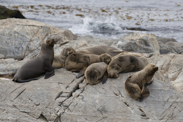 Obraz premium South American Sea Lions