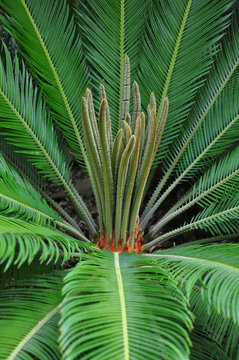 Sagopalmfarn (Cycas)