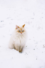 Schneekatze - Sibirische Waldkatze im Schnee