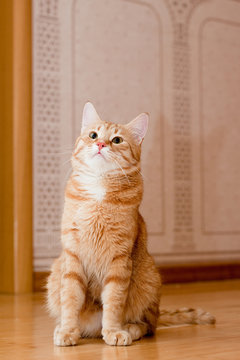 Ginger tabby cat