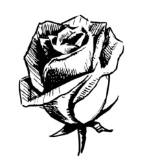 Rose bud sketch illustration