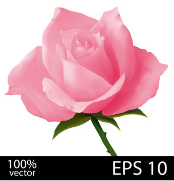 Pink rose realistic illustration