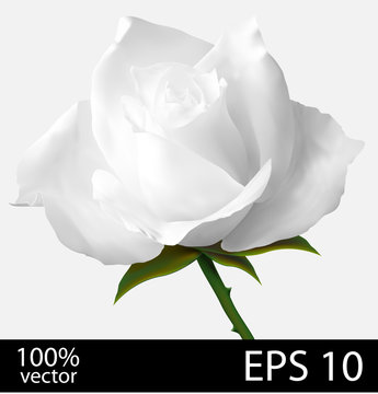 White rose realistic illustration