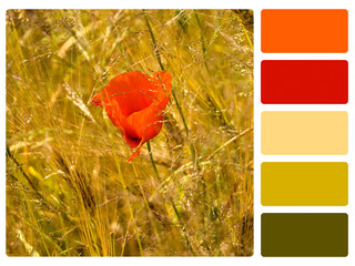 Red poppy colour palette swatch